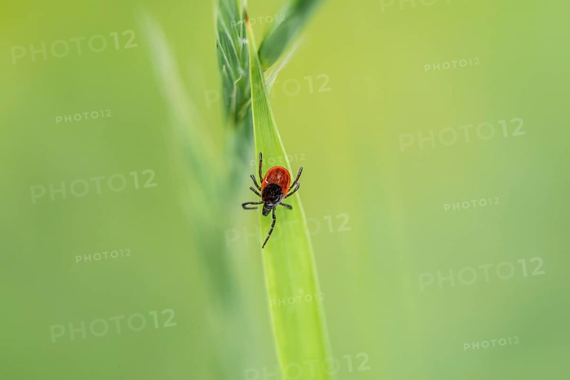 Female tick