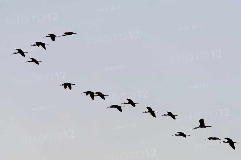 Glossy ibis (Plegadis falcinellus)