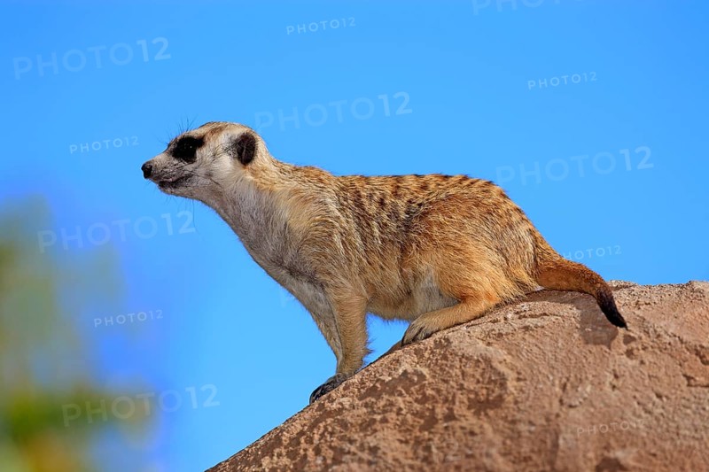 Meerkat (Suricata suricatta)