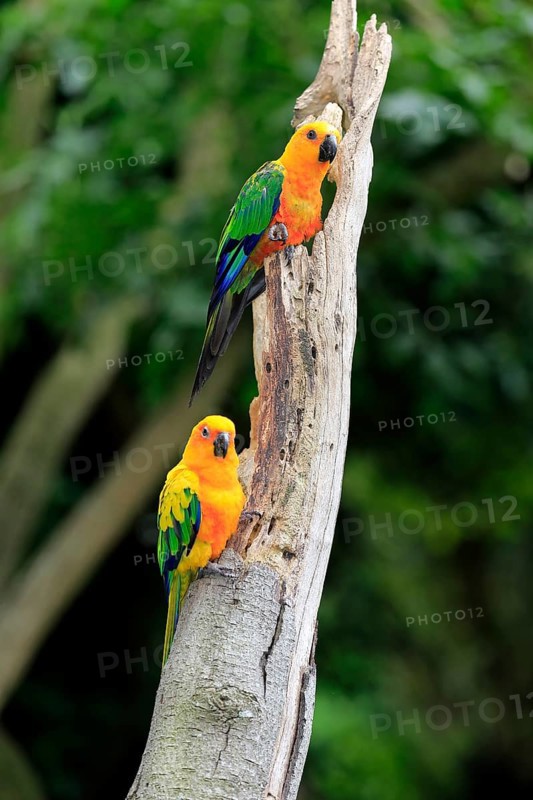 Sun Parakeets (Aratinga solstitialis jandaya)