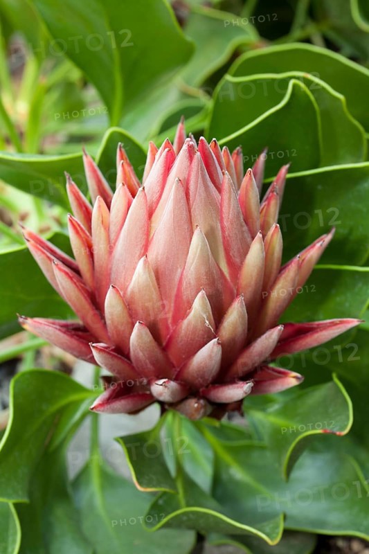 King Protea (Protea cynaroides)