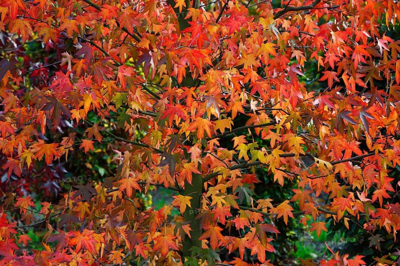 American sweetgum (Liquidambar styraciflua) in autumn colors