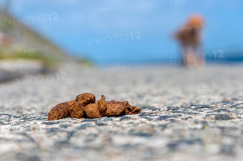 Dog feces on a footpath with dog behind