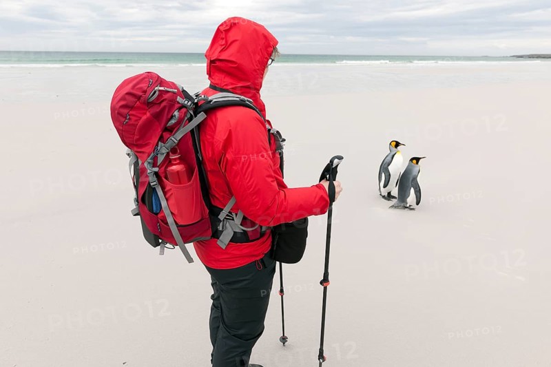 Female hiker and King Penguins (Aptenodytes patagonicus)