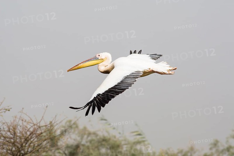 Great White Pelican (Pelecanus onocrotalus) in flight