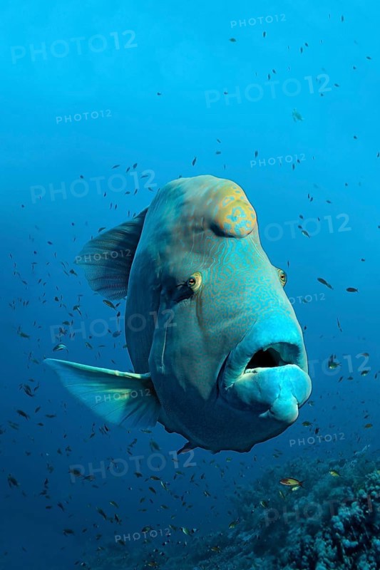 Humphead wrasse (Cheilinus undulatus) over coral reef