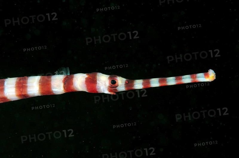 Banded Pipefish or Ringed Pipefish (Dunckerocampus dactyliophorus)