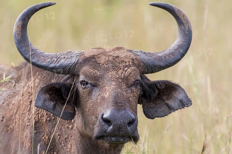 African Buffalo or Cape Buffalo (Syncerus caffer)