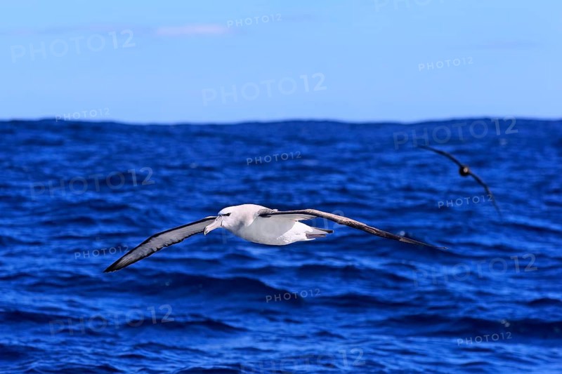 Shy albatross (Thalassarche cauta)