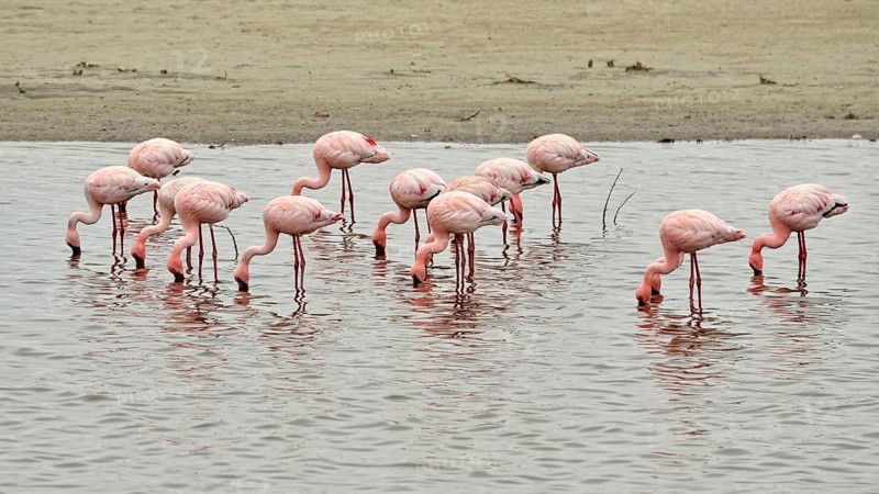 Lesser Flamingos (Phoenicopterus minor)