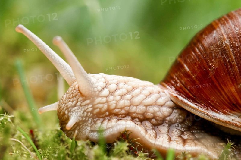 Burgundy Snail (Helix pomatia)