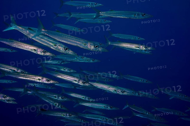School of Sharpfin Barracuda (Sphyraena helleri)
