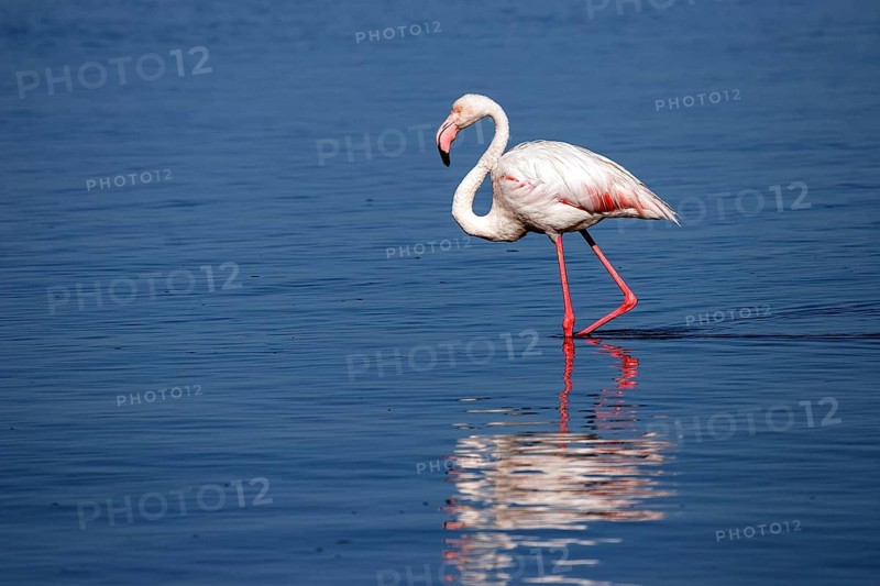 Greater Flamingo (Phoenicopterus roseus)
