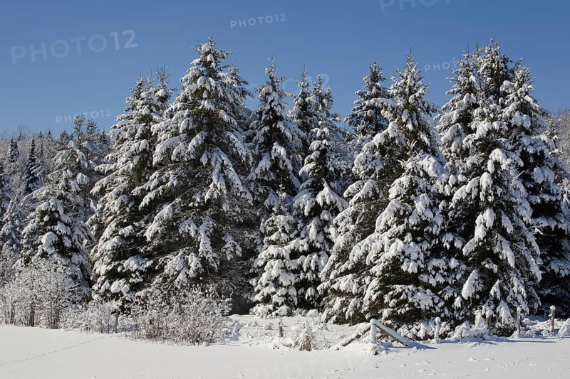 Snow covered trees