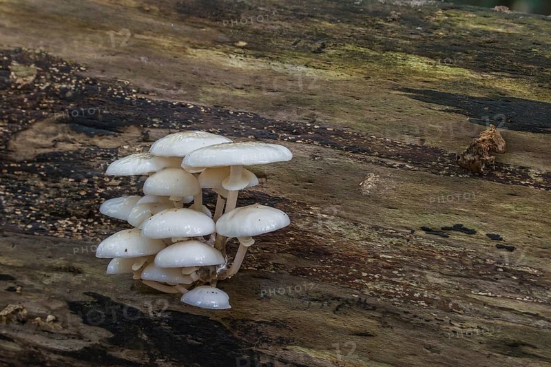 Porcelain fungus (Oudemansiella mucida) on a beech tree
