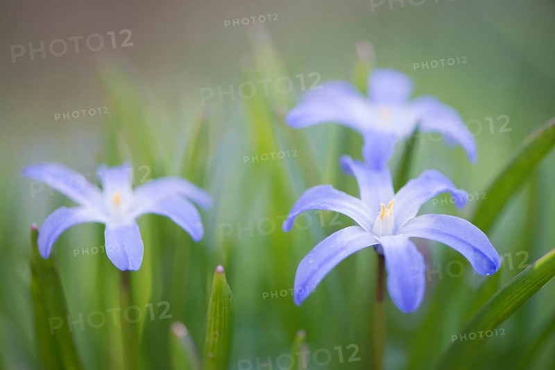 Lucile's Glory-of-the-snow (Chionodoxa gigantea)