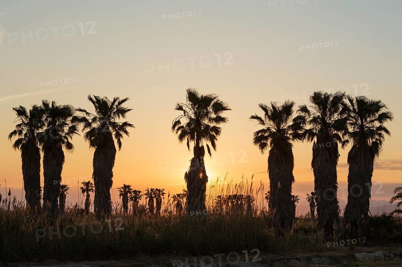Desert Fan Palms (Washingtonia filifera) at sunset