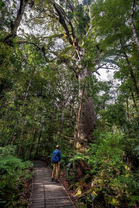 Young man on hiking trail in Agathis australis forest next to (Agathis australis)