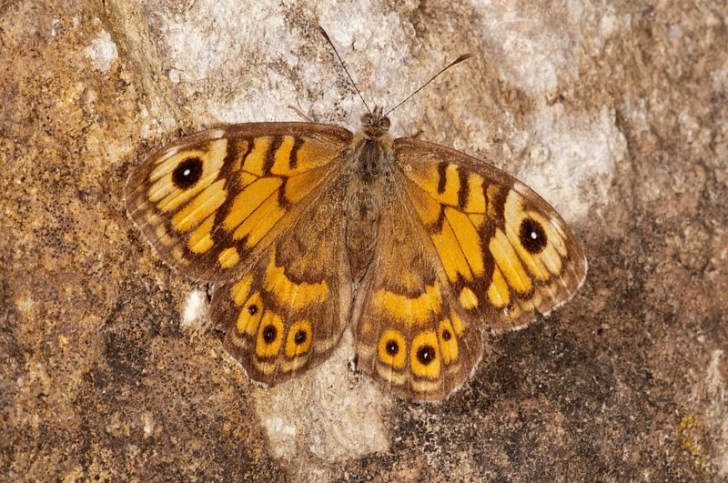 Wall Brown (Lasiommata megera)