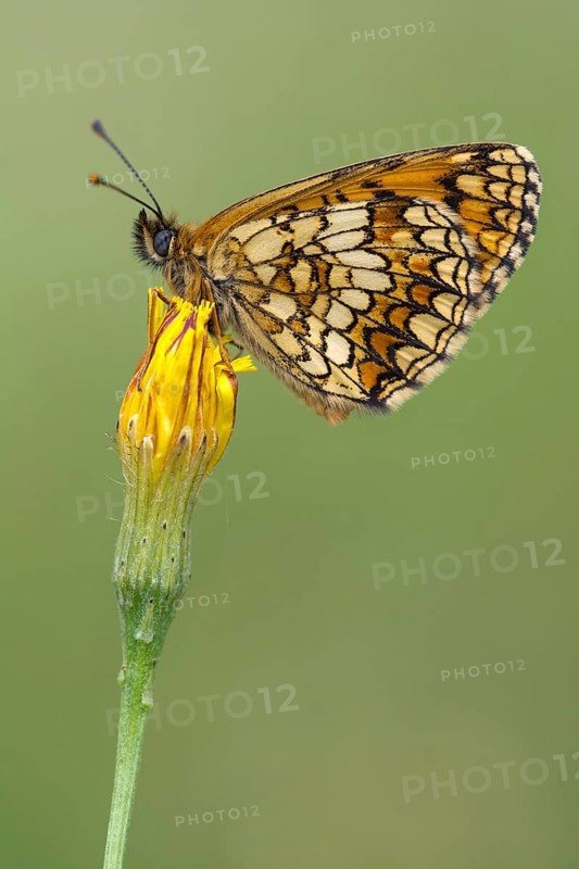 Heath Fritillary (Mellicta athalia)
