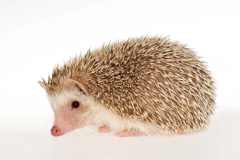 Four-toed Hedgehog or African Pygmy Hedgehog (Atelerix albiventris)