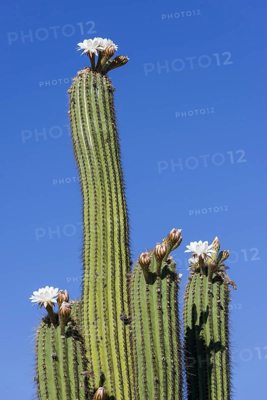 Blooming Echinopsis chiloensis cactus