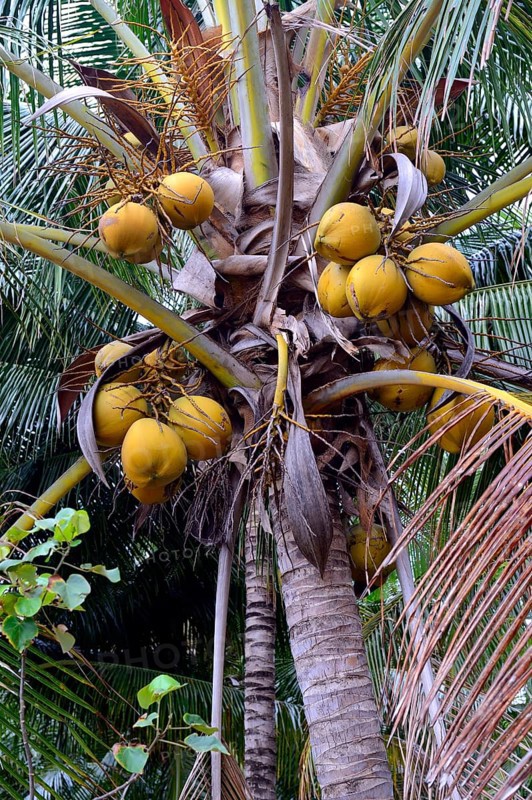 Coconuts on a Coconut Palm (Cocos nucifera)