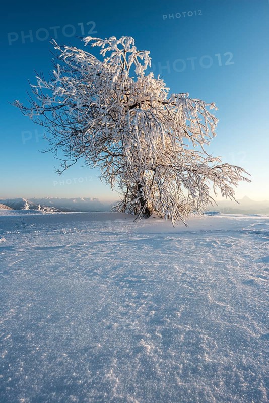 Snowy tree in the evening light