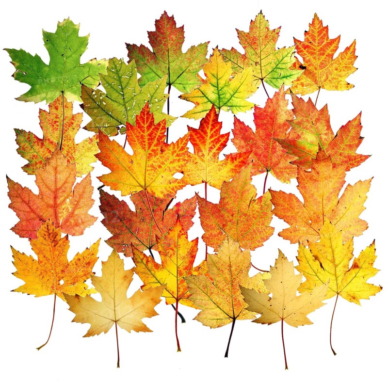 Autumn leaves