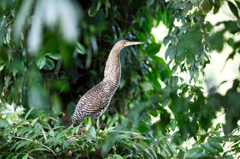 Tiger Heron (Tigrisoma sp.)