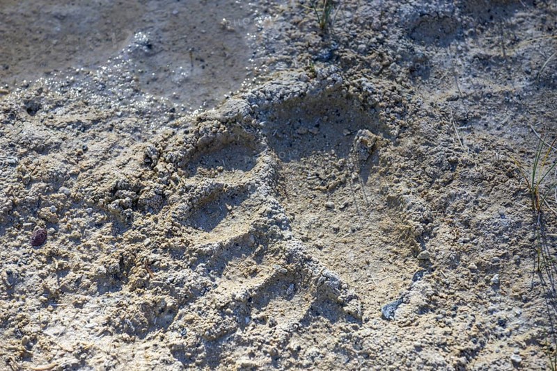 Bear track