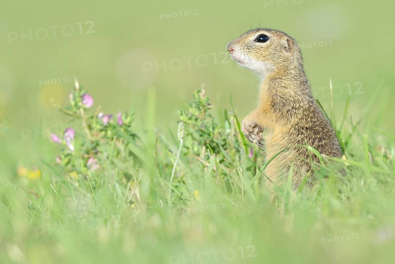 European Suslik or European Ground Squirrel (Spermophilus citellus) on a meadow