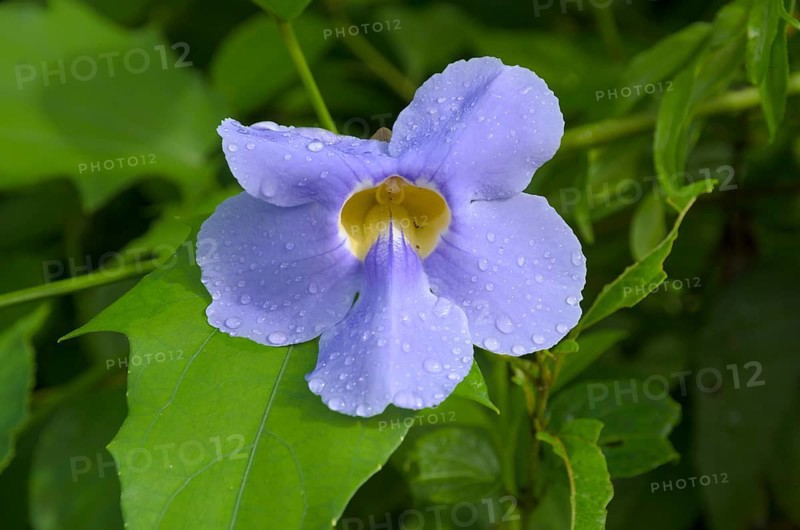 Bengal Trumpet (Thunbergia grandiflora)