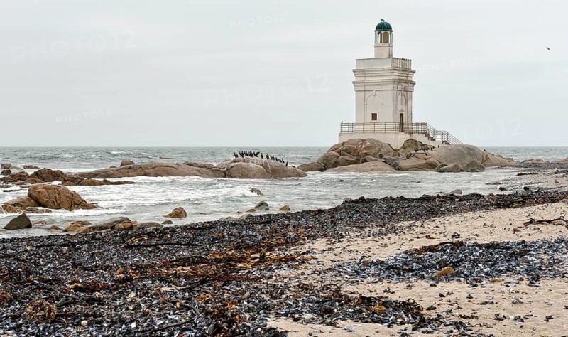 Lighthouse and cormorant colony at Shelley Point