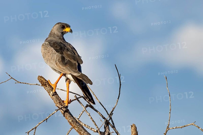 Eastern Chanting Goshawk (Melierax poliopterus)