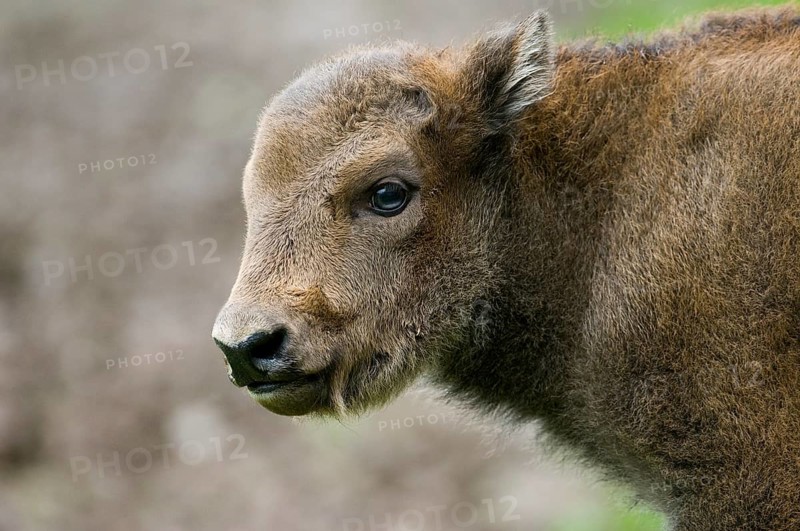 Bison