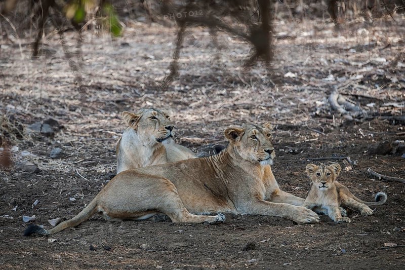 Asiatic lion (Panthera leo persica)