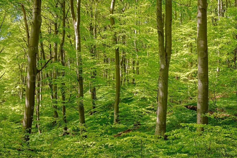 Beech forest