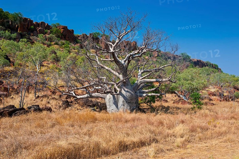 Baobab tree (Adansonia sp.) in the outback