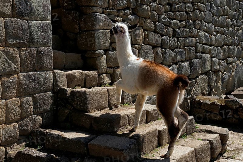 Llama (Lama glama)
