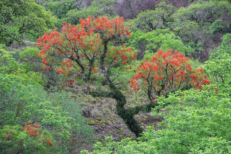 Blooming Cockspur Coral Tree (Erythrina crista-galli)