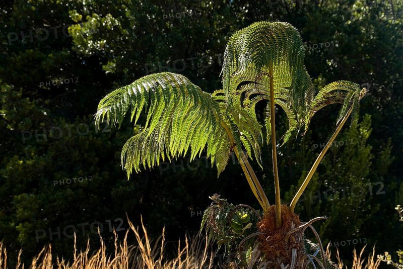 Tree Fern (Cyatheales)