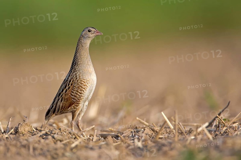Corncrake (Crex crex)
