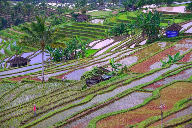 The famous rice terraces of Jatiluwih