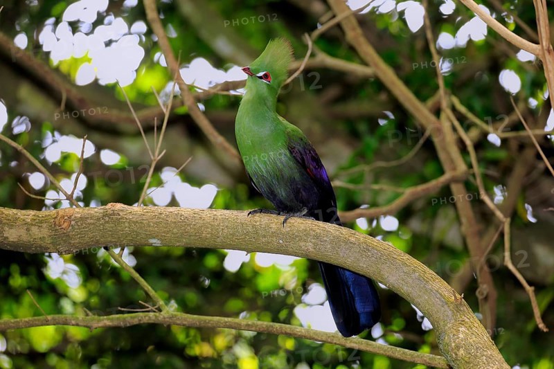 Knysna Turaco or Knysna Lourie (Tauraco corythaix)