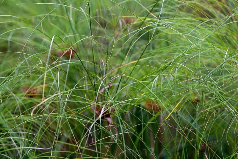 Papyrus sedge (Cyperus papyrus)