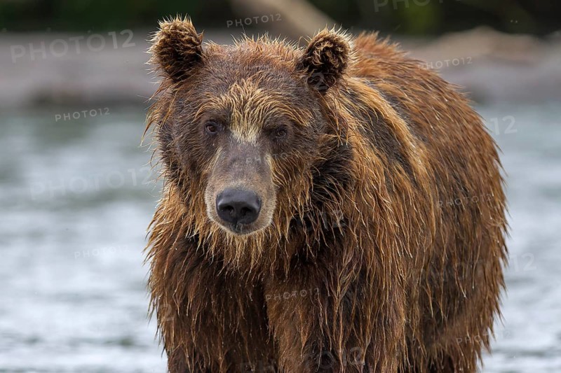 Brown bear (Ursus arctos)