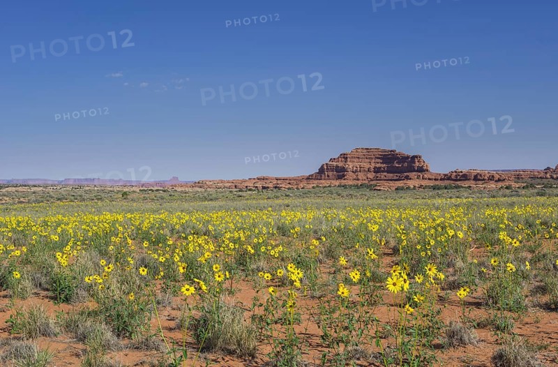 Prairie Sunflowers (Helianthus petiolaris)