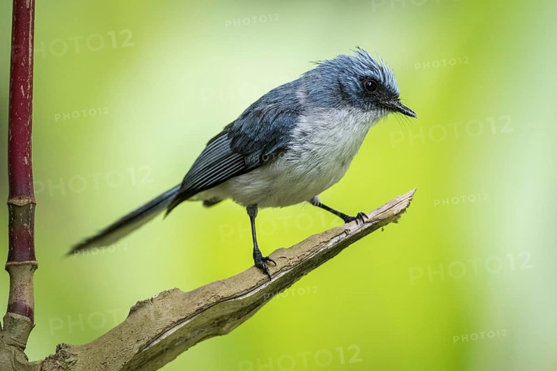 White-tailed Blue Flycatcher (Elminia albicauda)