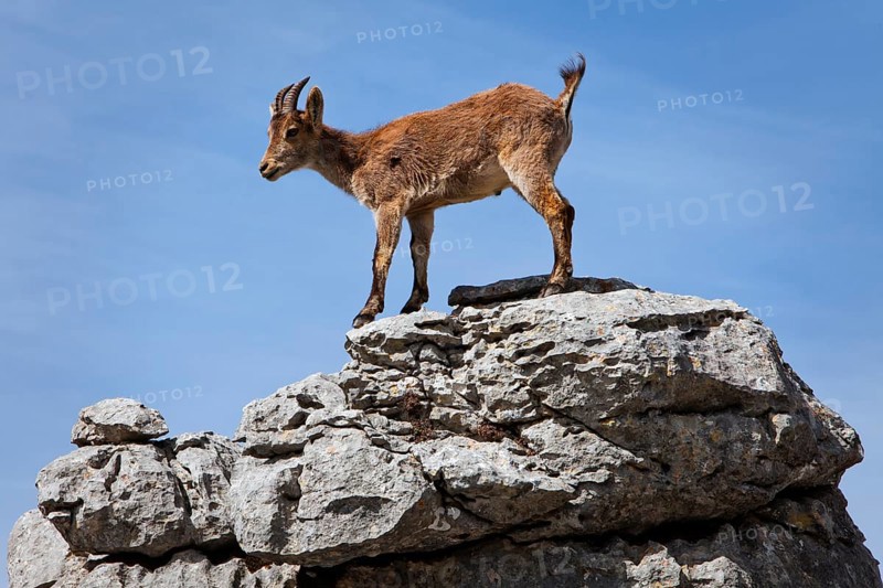 Iberian Ibex (Capra pyrenaica) in the Karst mountains